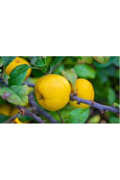 Айва яблукоподібна Анжерська